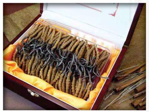 岢岚冬虫夏草回收